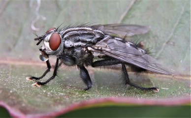 House fly on a leaf with water droplet