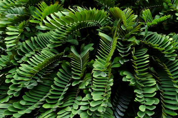 green palm leaf (Zamia furfuracea L.f.) , cardboard palm