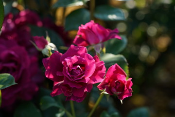 Light Purple Flower of Rose 'Intrigue' in Full Bloom
