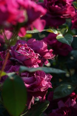 Light Purple Flower of Rose 'Intrigue' in Full Bloom
