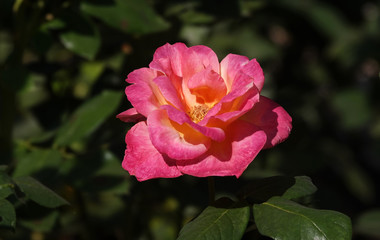 Roses close up