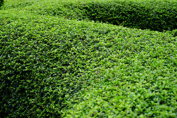 green bush in garden, Fukien Tea ( Carmona retusa (Vahl) Masam. )