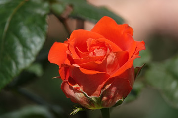 Rose flower