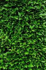 Fototapeta na wymiar green leaves bush of wall