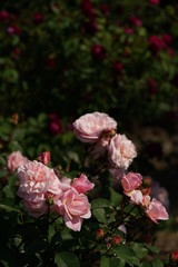 Light Pink Flower of Rose 'Irene Watts' in Full Bloom

