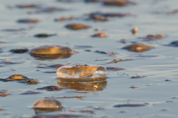 JELLYFISH - Invasion of marine creatures to the coast