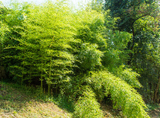 Canne di bambù lungo il sentiero in estate
