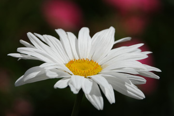 Fototapeta premium Chamomile Flowers