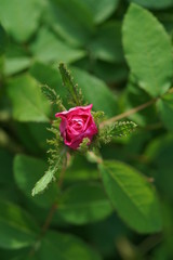 Light Pink Flower of Rose 'Jean Bodin' in Full Bloom
