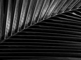 Naklejka premium black and white coconut leaf with light and shadow