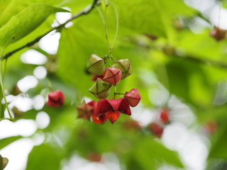 Eunonymus planipes japanese red flower