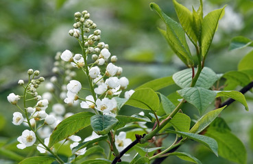 Lilac tree blooms in spring