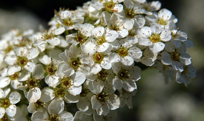 Spirea blooms in clusters of small flowers in spring.