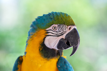 Face of blue and yellow macaw parrot bird in nature