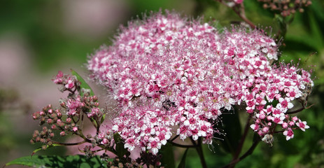 Spiraea Japanese