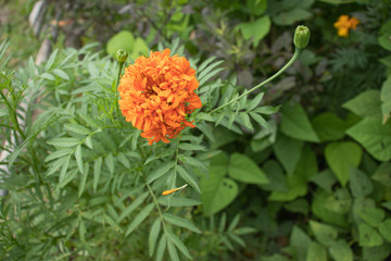 orange marigold flower