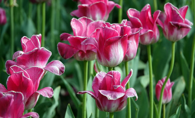 Obraz premium Tulip of different varieties and colors