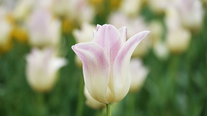 Tulip of different varieties and colors