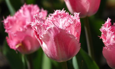 Tulips of different grades and colors