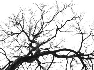 black and white tree silhouette on white background