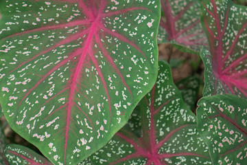 caladium bicolor in the garden