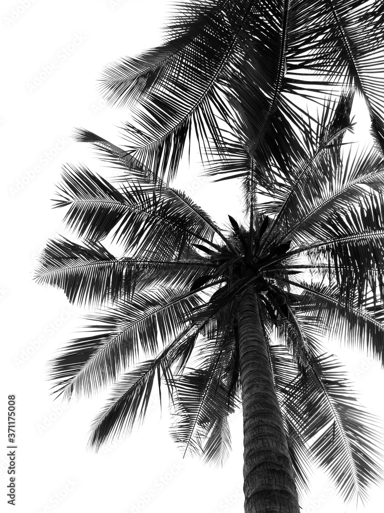 Wall mural Coconut palm tree silhouette on white background