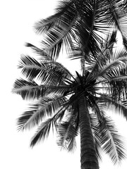 Coconut palm tree silhouette on white background