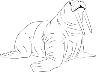 Hand drawn isolated walrus silhouette. Outlined for coloring book