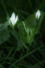 Fototapeta premium Flower tulip