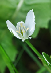 Obraz premium Flower tulip