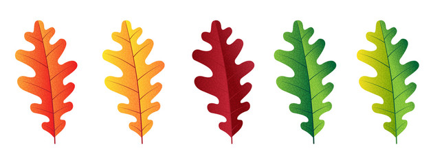 Obraz premium Autumn vector set with oak leaves. Forest botanical elements for decoration.