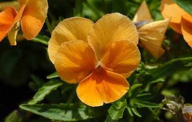 Pansy Flowers