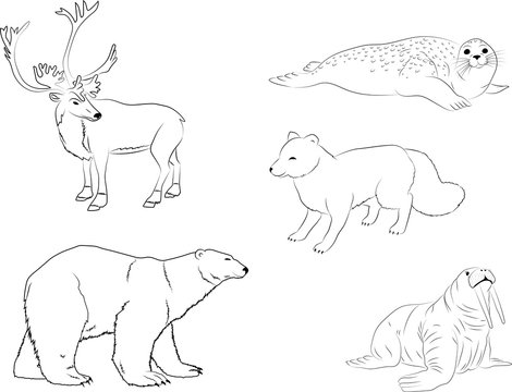 Polar arctic animals. The outline collection of reindeer, sea calf, white bear, walrus, and fox