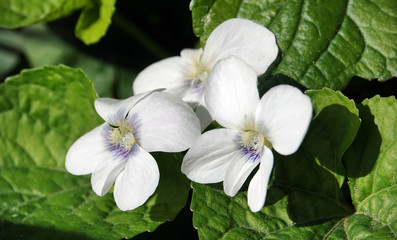 Aloria Sororia flower