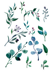 watercolor drawing of green branches of eucalyptus and olive tree on a white background