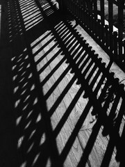 shadow of fence on wood floor black and white style