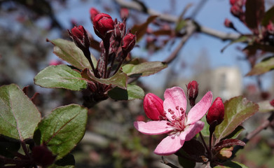Fruit trees bloom in spring