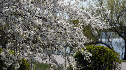 Apple tree blooms in white flowers