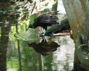 Black Vulture Stock Photos.  Close up with spread wings by the water showing its head, eye, beak and black plumage and enjoying its environment and habitat with a reflection in the water.
