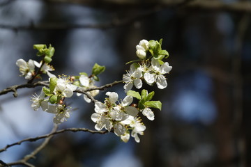 Fruit trees bloom in spring
