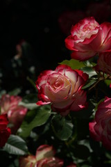 Red and White Flower of Rose 'Jubile du Prince de Monaco' in Full Bloom
