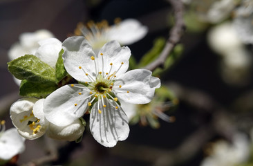 Fruit trees bloom in spring