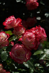 Red and White Flower of Rose 'Jubile du Prince de Monaco' in Full Bloom
