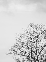 black and white dry tree with gray sky background