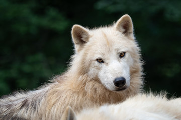 Obraz na płótnie Canvas Arctic wolf (Canis lupus arctos), also known as the white wolf or polar wolf