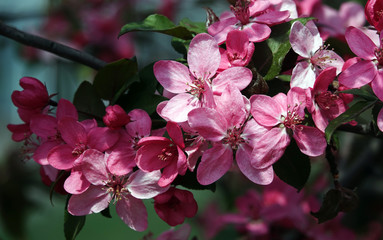 Fruit trees bloom in spring