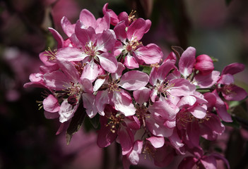 Fruit trees bloom in spring