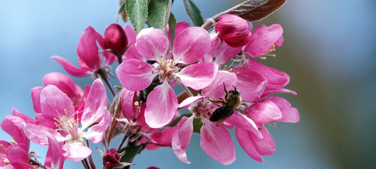 Fototapeta na wymiar Fruit trees bloom in spring
