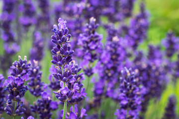 Lavender Field in the summer