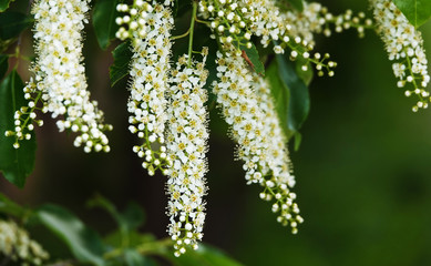 White flowers on the branches of bird cherry